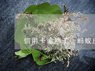 信用卡逾期了 蚂蚁庄园答题 信用卡逾期了 蚂蚁庄园答题